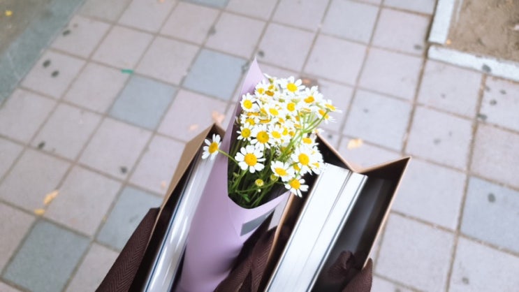  역경에 굴하지 않는 강인함의 카모마일(마트리카리아)의 꽃말을 아시나요?