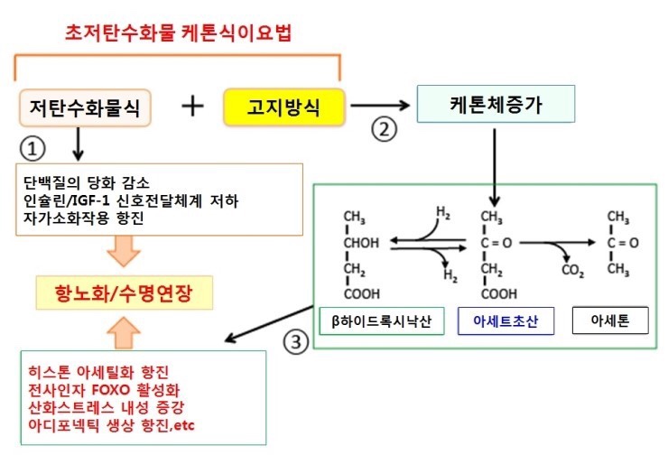  효약사 노트:: 케톤 식이요법