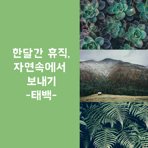  한 달 휴직 시작, 태백에서의 나의 리틀포레스트