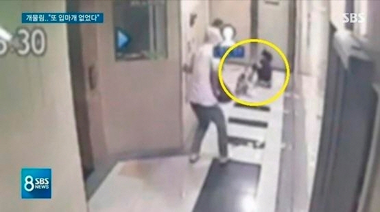  폭스테리어에 물린 3살 여아, 크게 다쳐