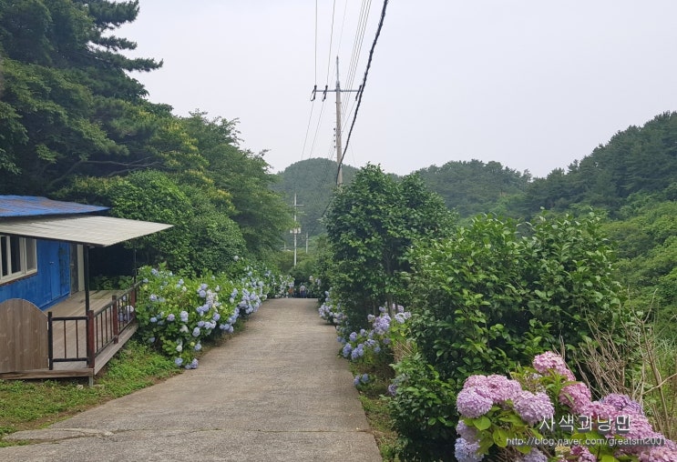 보덕암 주변의 수국을 만나고