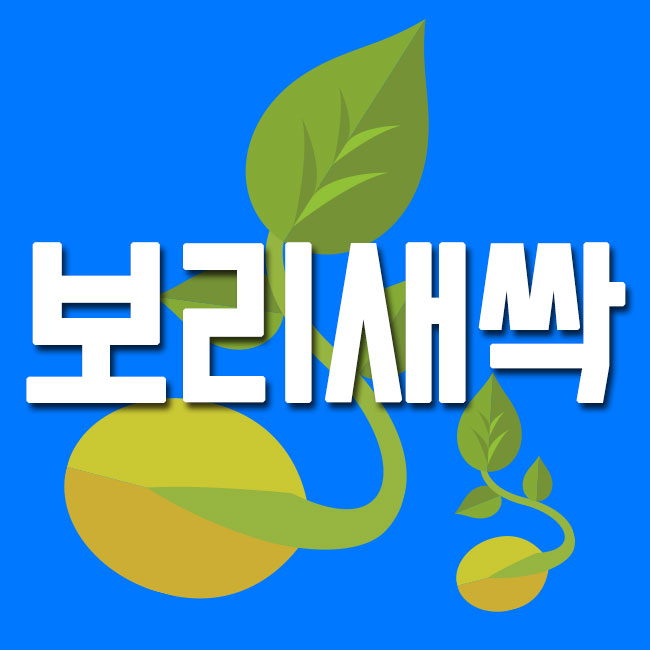  보리새싹분말 100%국내산 새싹보리