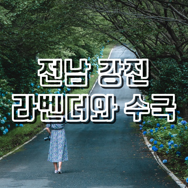  [전남 강진 여행] 보라바니팜파크 라벤더와 보은산과 고바우전망대 수국