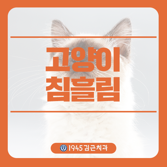 고양이 침흘림 원인을 알아봐요