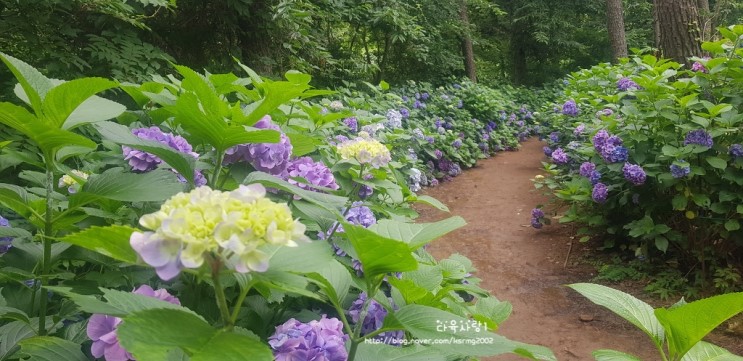 경남 고성 수국 꽃길을 걷다