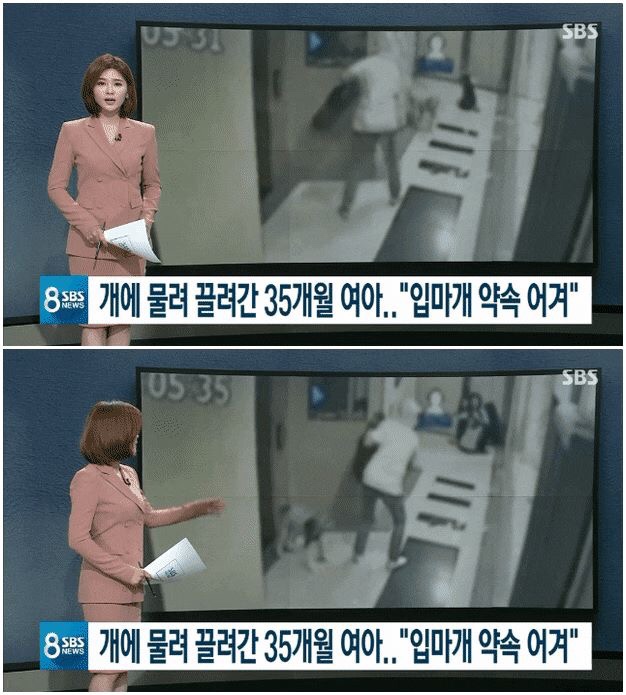  용인 폭스테리어 사건