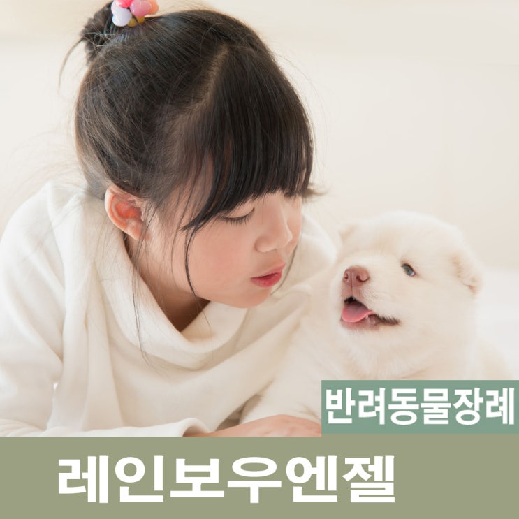 강아지안락사 고양이안락사를 결정할 때 올바른 결정 방법과 반려동물 애견안락사 반려견 안락사비용은? 이별을 받아들이는 방법[레인보우엔젤]