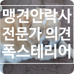  맹견 안락사, 강형욱 선생님이 생각하시는 합리적인 방법(폭스테리어 물림 사고)
