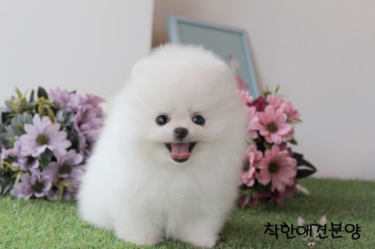  화이트 포메라니안분양으로 만난 망고