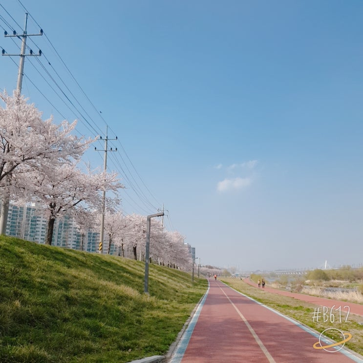  임신 중 기록. 열 두 번째[벚꽃놀이/유림공원/전민동갑천둔치/당일서산여행/골목식당촬영목격/얄개분식/옛날떡볶이]