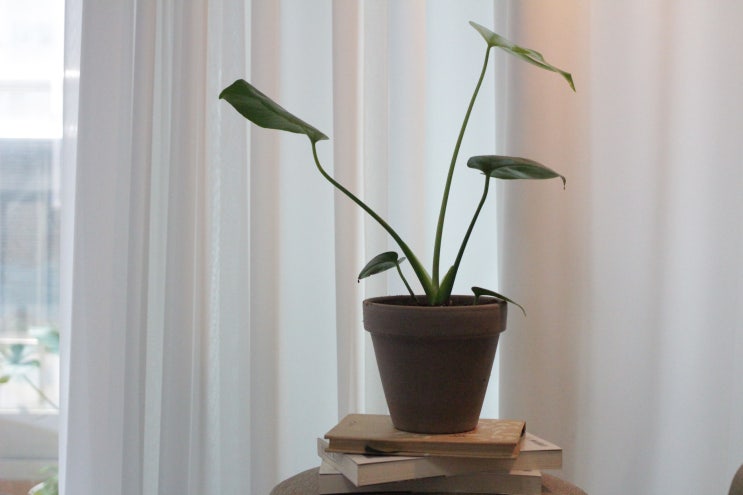  몬스테라 델리치오사 (Monstera deliciosa) : 뜻밖의 행복 식물 일기#M-01