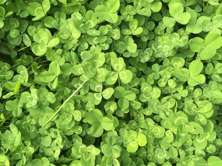  [Cosmetics Ingredients] 4. 센텔라 아시아티카 (Centella Asiatica)