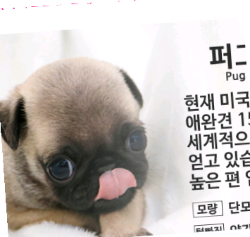  아산포메라니안분양 절대 로 후회 없이 선택할수 있어요