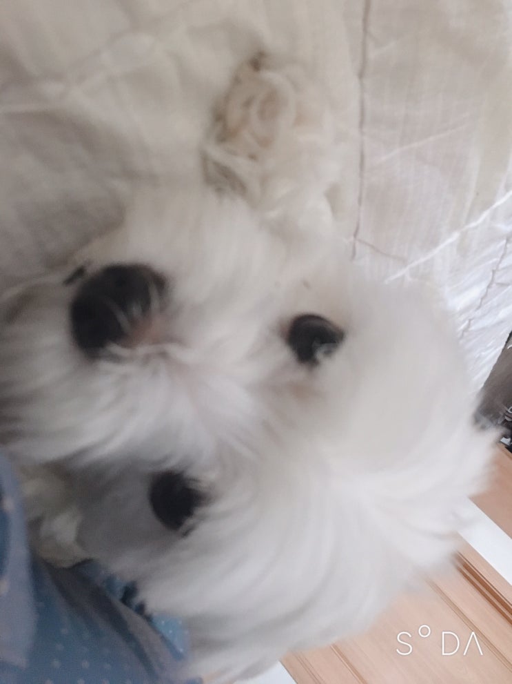  사랑이 ㅎ ㅎ