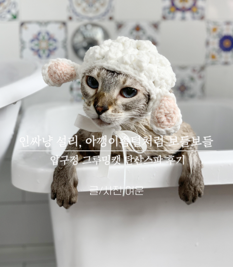  집사일기 : 설리도 인싸냥! 그루밍캣에서 여름맞이 고양이 탄산스파하다