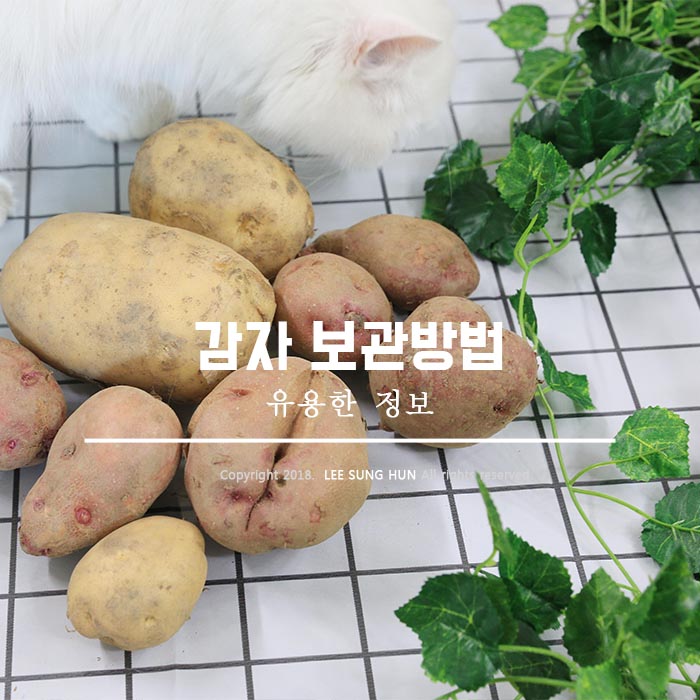  감자 보관방법 쉽고 편하게 해보아요