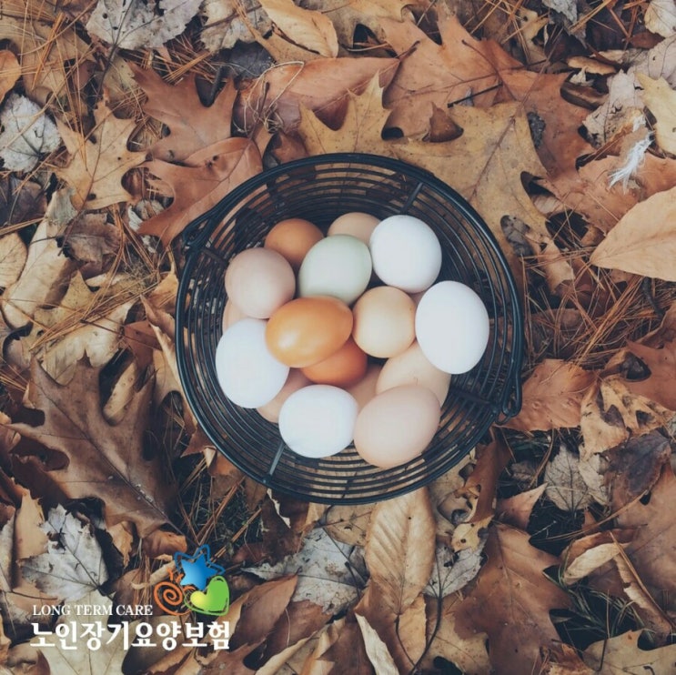  노인장기요양보험 제도, 노인장기요양등급 받는 방법 [입주요양보호사 안내]