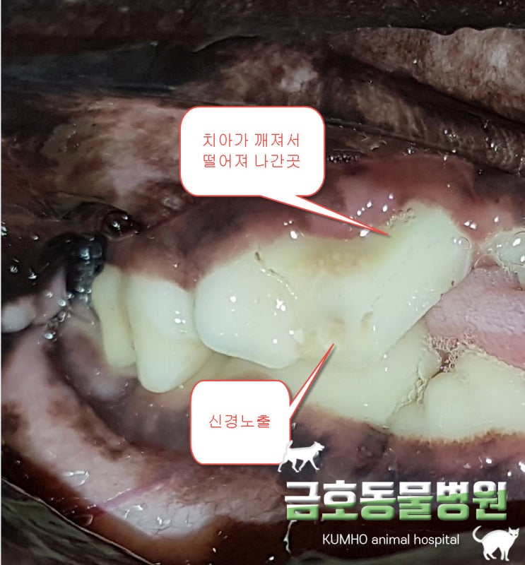  광주 강아지 치과 - 강아지 치아  신경치료 -포포