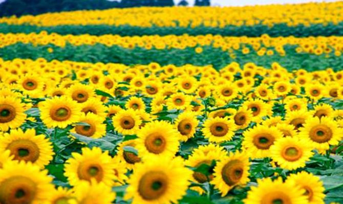  7월6일탄생화 - 해바라기 (Sun Flower) / 국화과/원산지:중앙아프리카