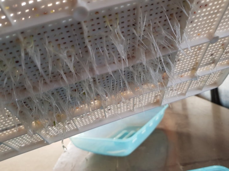  새싹재배기 새싹씨앗 브로콜리 보리