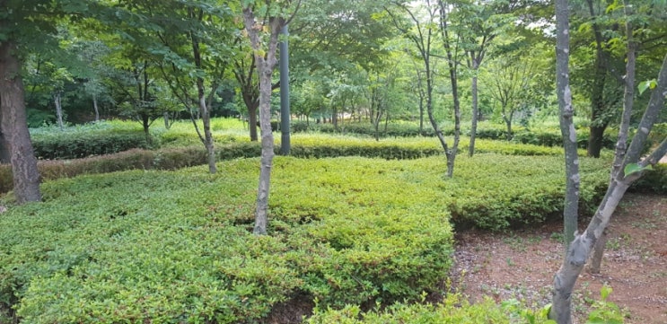  산책을 하면 이런것도