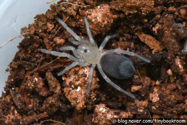 멕시칸 블러드렉 유체 탈피 Aphonopelma bicoloratum