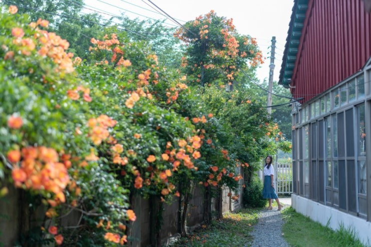 부산 능소화 명소, 강서구 녹산에 위치한 '수능엄사'