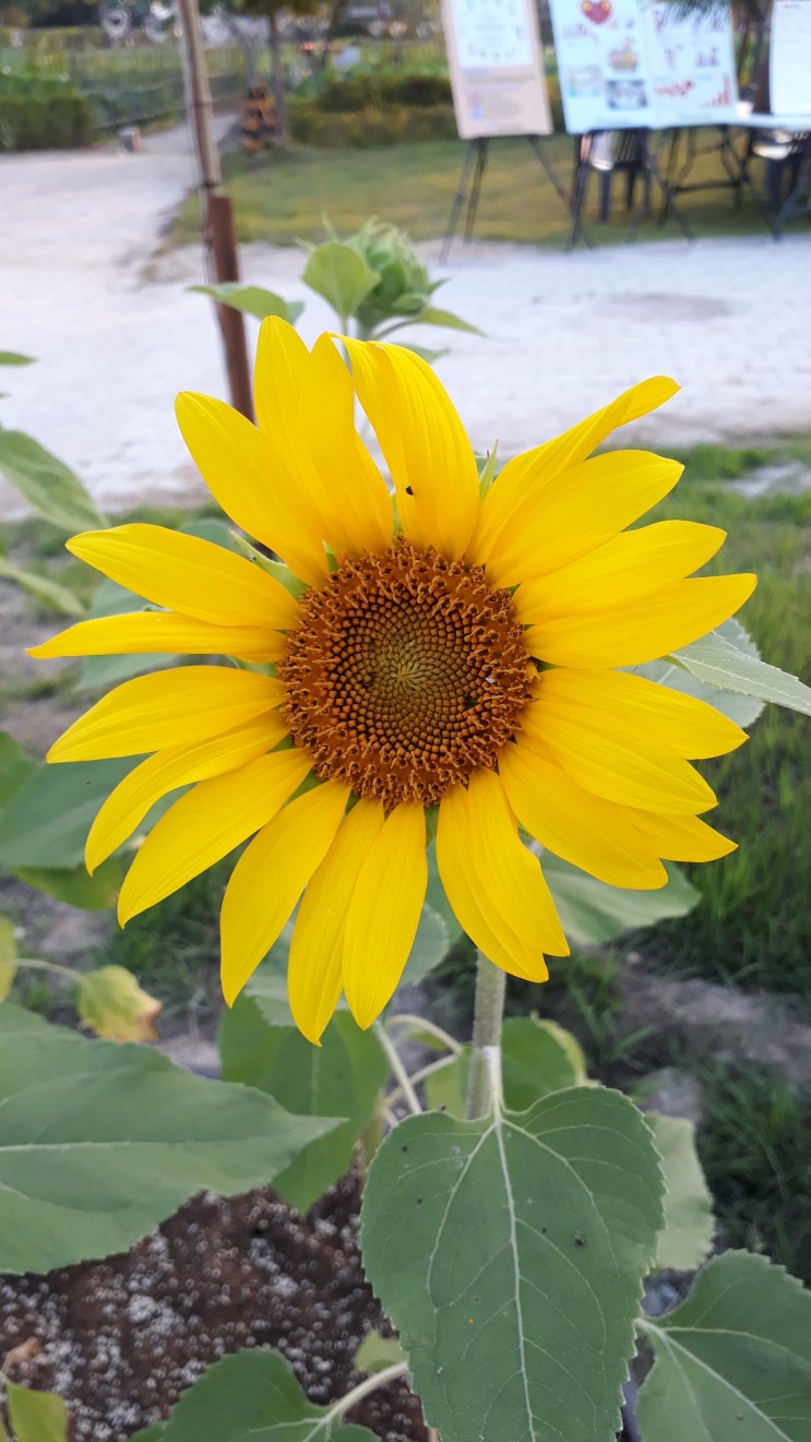  해바라기