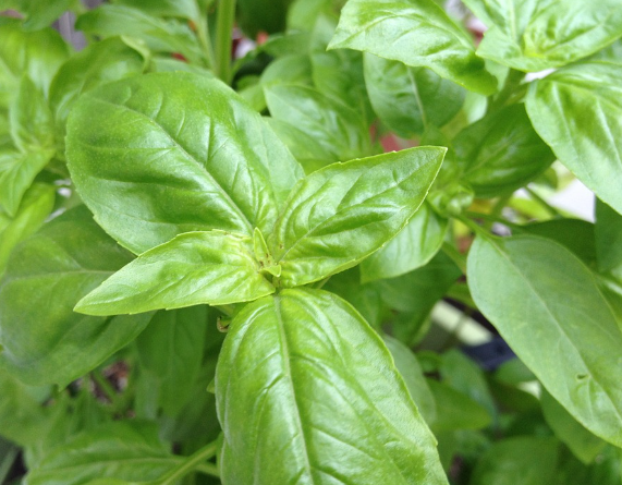  바질 에센셜오일 (basil)
