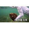 SBS '정글의법칙' 태국 대왕조개 불법채취, 이열음 불똥 SBS '정글의법칙' 태국 대왕조개 불법채취, 이열음 불똥