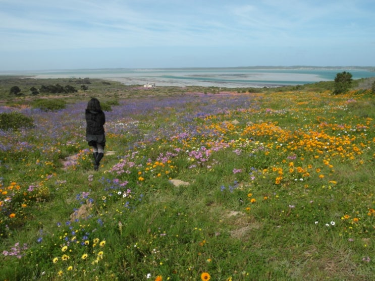  케이프타운, 웨스트 코스트 국립공원(West Coast National Park) <2> 야생화 시즌