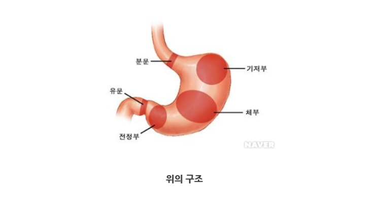 위암의 증상과 원인