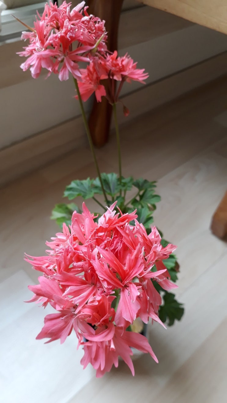  브론즈버터플라이, 루시코랄