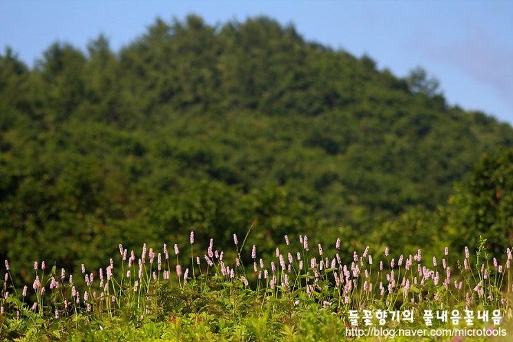  [함백산 만항재 야생화] 범꼬리, 하늘나리, 꽃개회나무