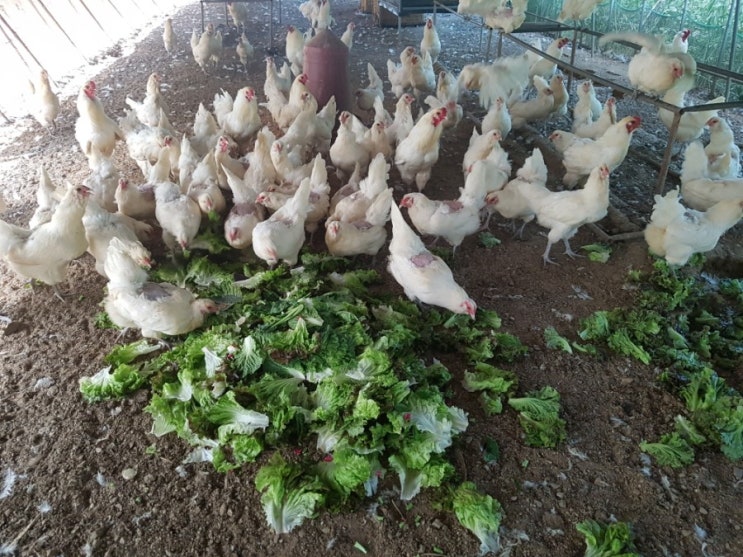  청계닭, 청계닭 병아리 여름철 관리법~