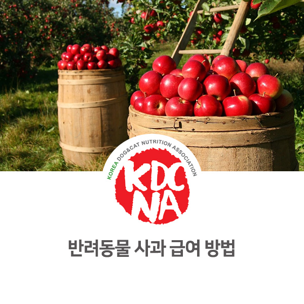  [강아지 고양이 영양 정보] 반려동물 펫푸드에 사용하는 사과 주는 방법_101