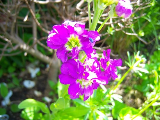  중증근무력증(重症筋無力症-Myasthenia gravis)