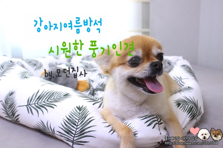  강아지여름방석 - 모던집사 풍기인견방석으로 시원하개