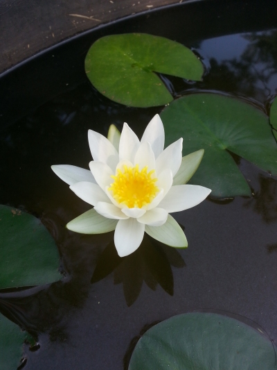  한글 법화경 사경 : 제6권 22. 촉루품
