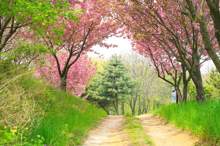  인천 섬여행 자월도  꽃 따라 길 따라 명품 길을 거닐다