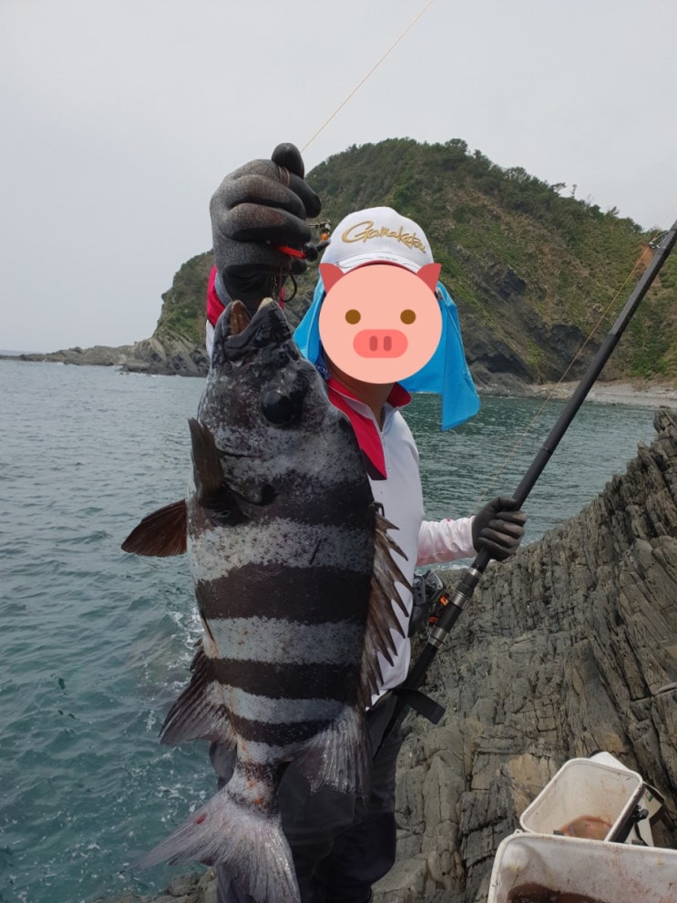  도보 돌돔