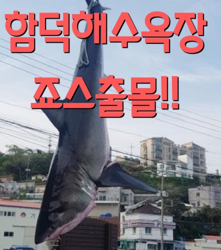  제주도 상어출몰 처음이 아니였다!!