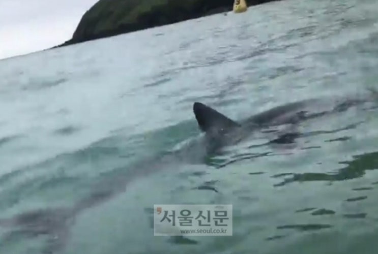 함덕해수욕장에 상어가 나타났다구요?
