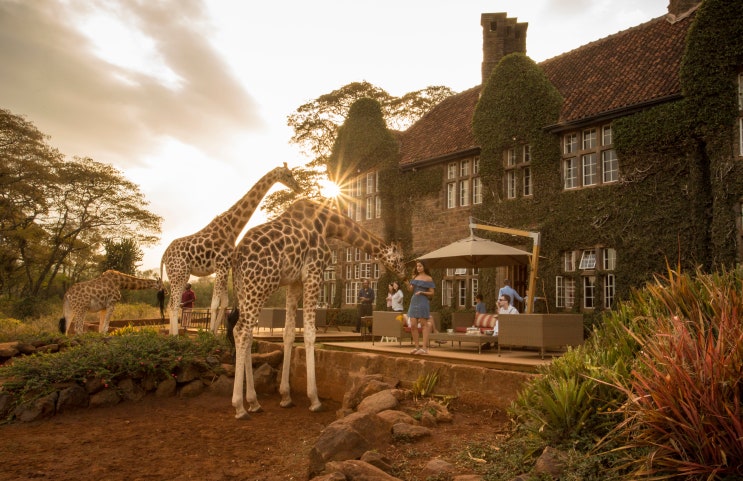  [소식] 케냐 기린장원호텔(Giraffe Manor), 심플사파리와 공식 파트너십 체결