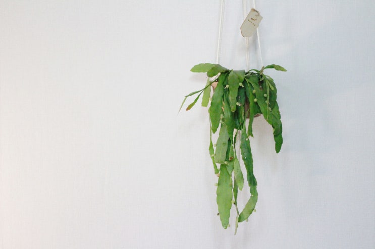  립살리스 라뮬로사 (Rhipsalis ramulosa) : 뜻밖의 행복 식물일기 #R-01