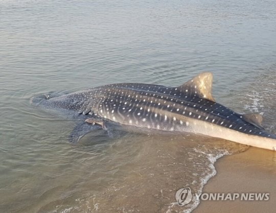 제주 해수욕장서 '상어 추정' 개체 발견