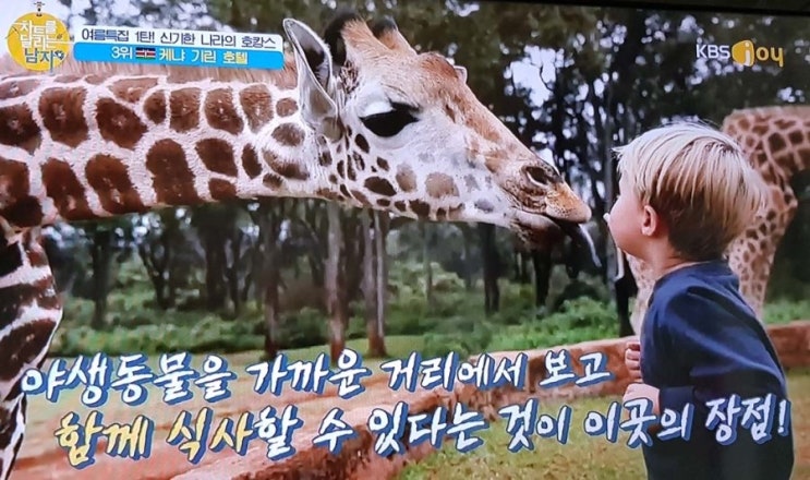  기린과함께하는 호텔 케냐 가격