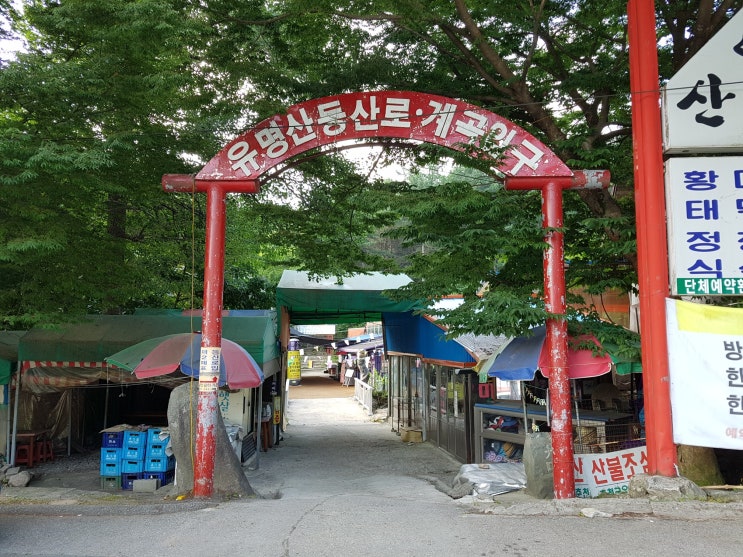  유명산자연휴양림 유명산 나무숲속에서 산행