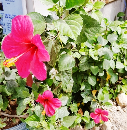  히비스커스 부작용 조심하세요!