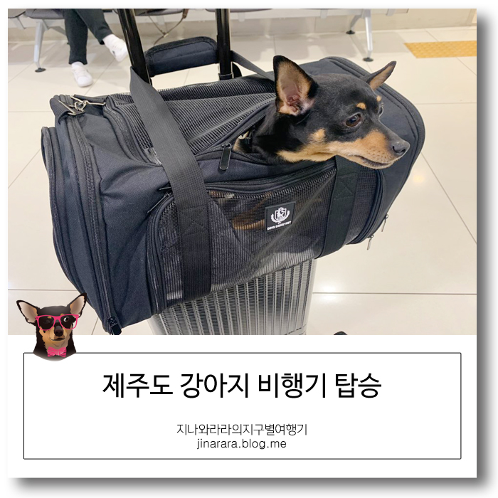  제주도 강아지 비행기! 첫여행~ 항공사 조건 체크하기 (미니핀 라라는 티웨이를 타고)